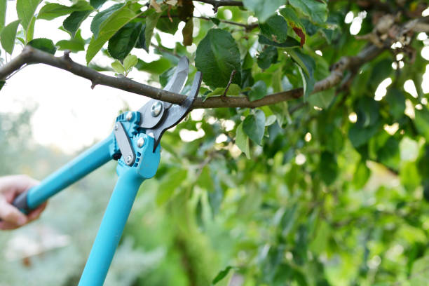 Best Emergency Tree Service  in Shippensburg, PA